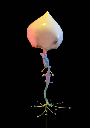 Squidly